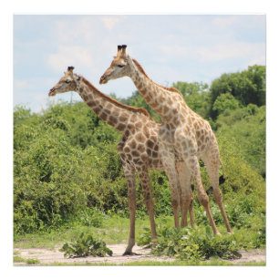 Two Giraffes Photo Print