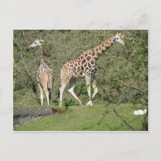 Two Giraffes Postcard