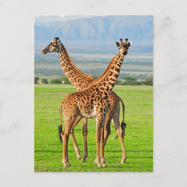 Two Giraffes Postcard (Front)