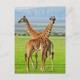 Two Giraffes Postcard