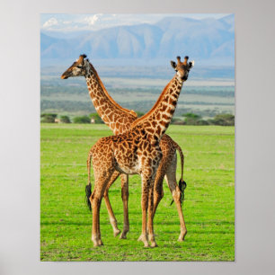 Two Giraffes Poster