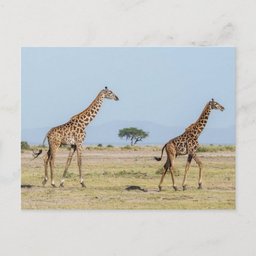 Two Giraffes Walking Postcard