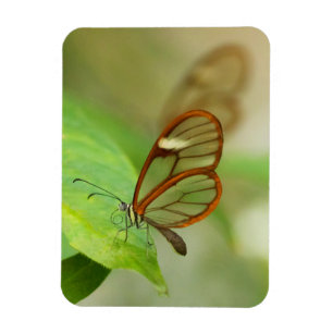 Two Glass winged butterflies Magnet