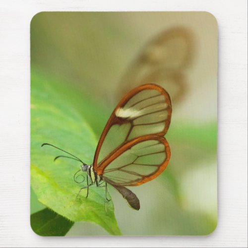 Two Glass winged butterflies Mouse Pad