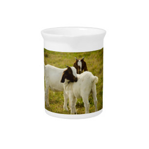 Two Goats Cute Farm Animal Photography Beverage Pitcher