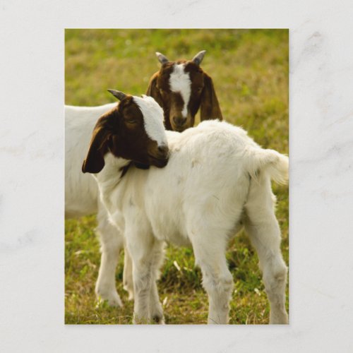 Two Goats Postcard