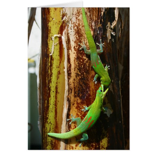 Two gold dust day geckos Phelsuma Laticauda Cards (Front)