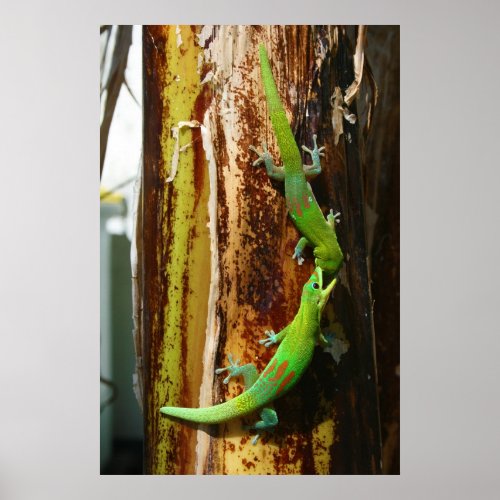 Two gold dust day geckos Phelsuma Laticauda Poster