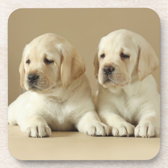 Two Golden Labrador Puppies Beverage Coaster (Front)