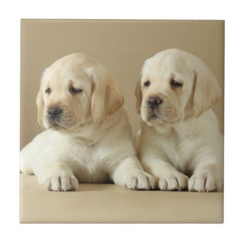 Two Golden Labrador Puppies Ceramic Tile