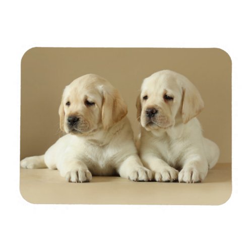 Two Golden Labrador Puppies Magnet