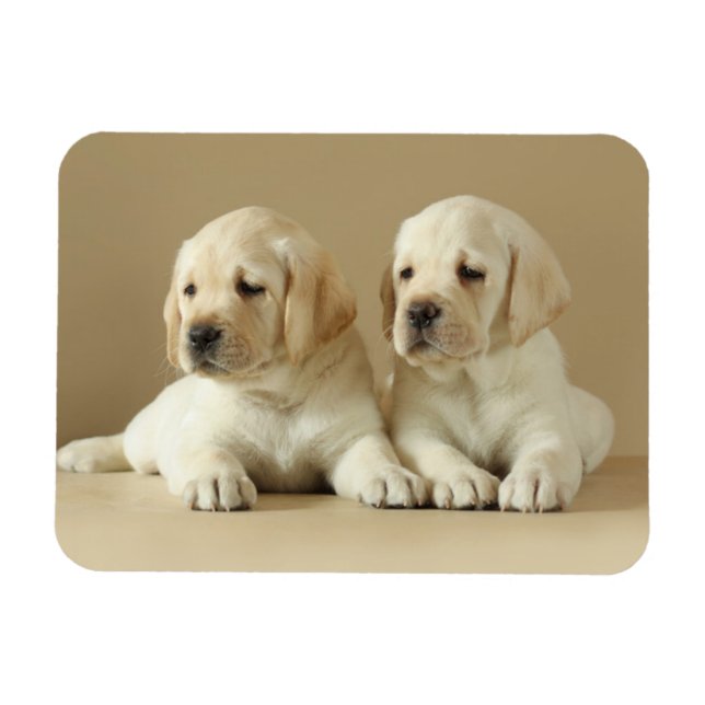 Two Golden Labrador Puppies Magnet (Horizontal)