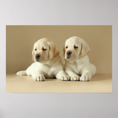 Two Golden Labrador Puppies Poster