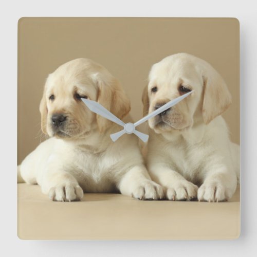 Two Golden Labrador Puppies Square Wall Clock