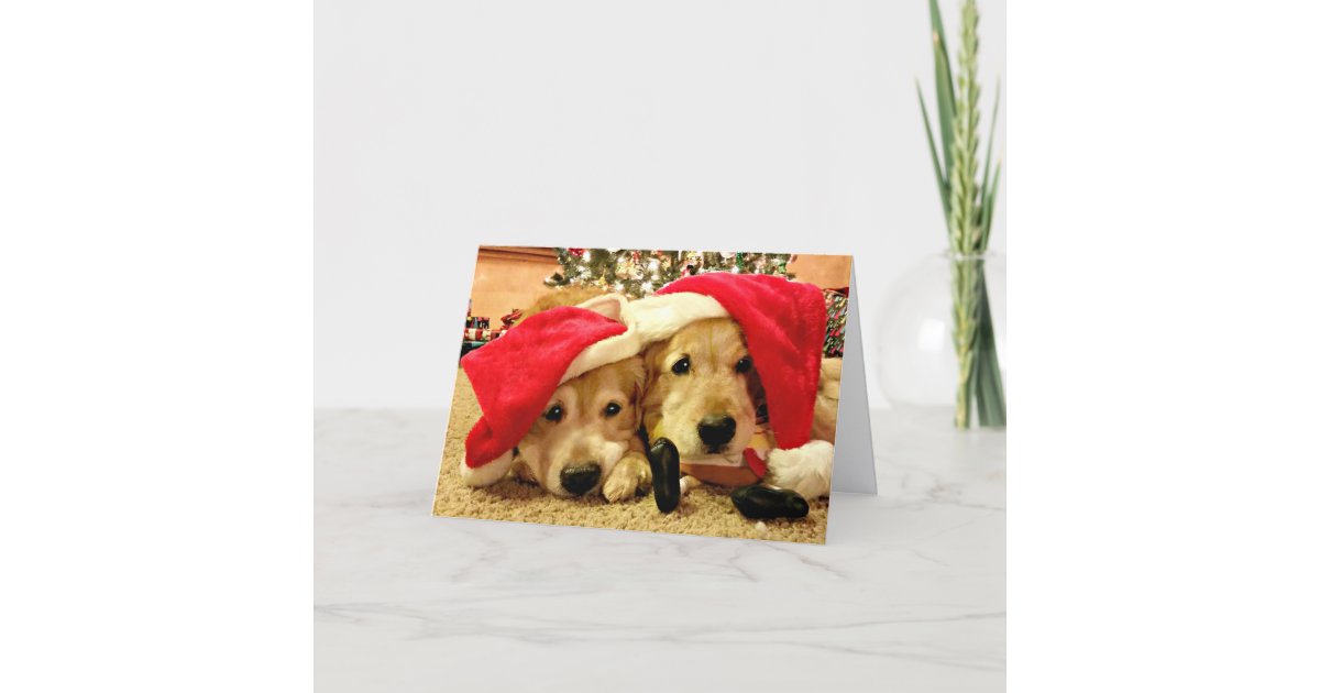 Two Golden Retriever Dogs in Santa Hats Christmas Holiday Card | Zazzle