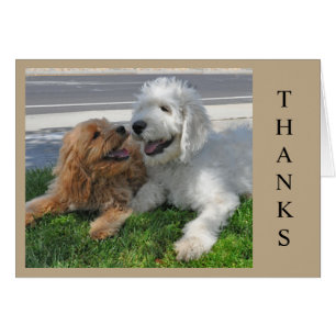 Two Goldendoodle puppy friends! Cards