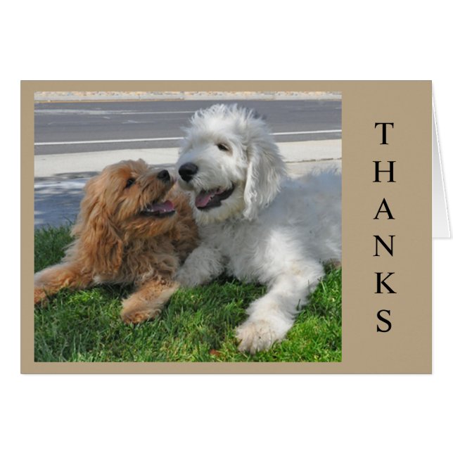 Two Goldendoodle puppy friends! Cards (Front Horizontal)