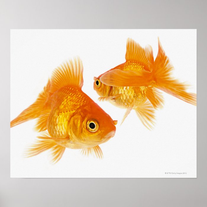 Two Goldfish Crossing Each Other Posters