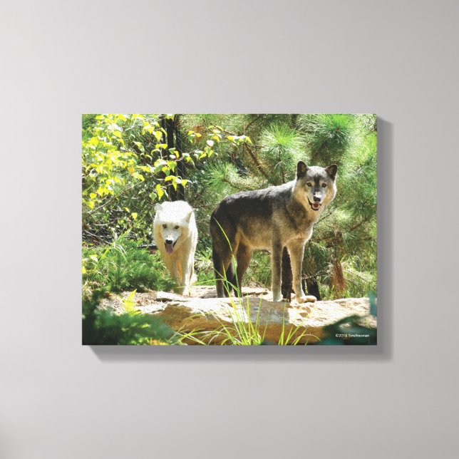 Two Gray Wolves in Forest Canvas Print (Front)