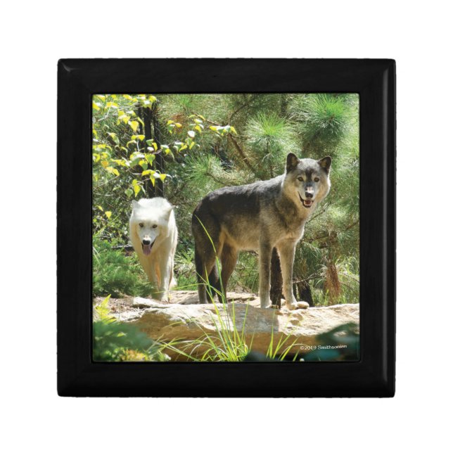 Two Gray Wolves in Forest Gift Box (Front)