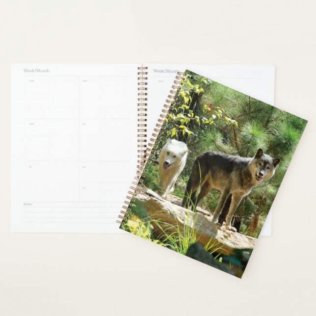 Two Gray Wolves in Forest Planner (Display)
