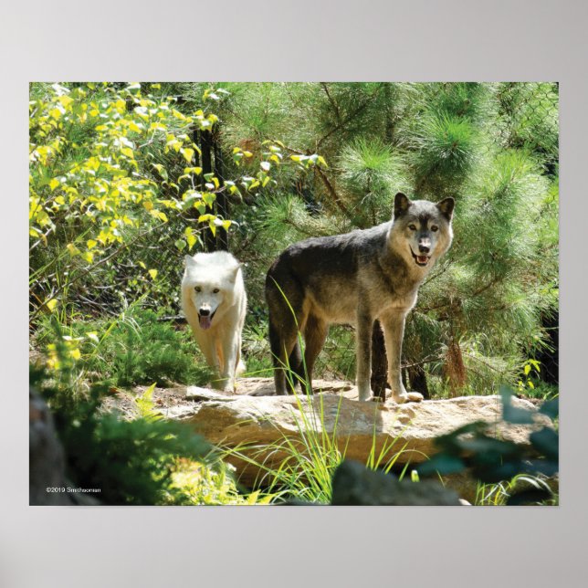 Two Gray Wolves in Forest Poster (Front)