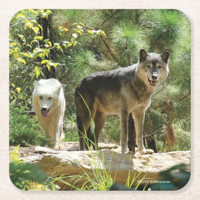 Two Gray Wolves in Forest Square Paper Coaster (Front)