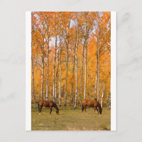 Two Grazing Horses In the Autumn Postcard