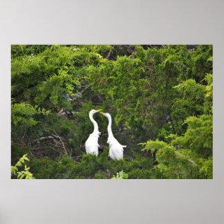 Two Great Egrets in Tree Poster