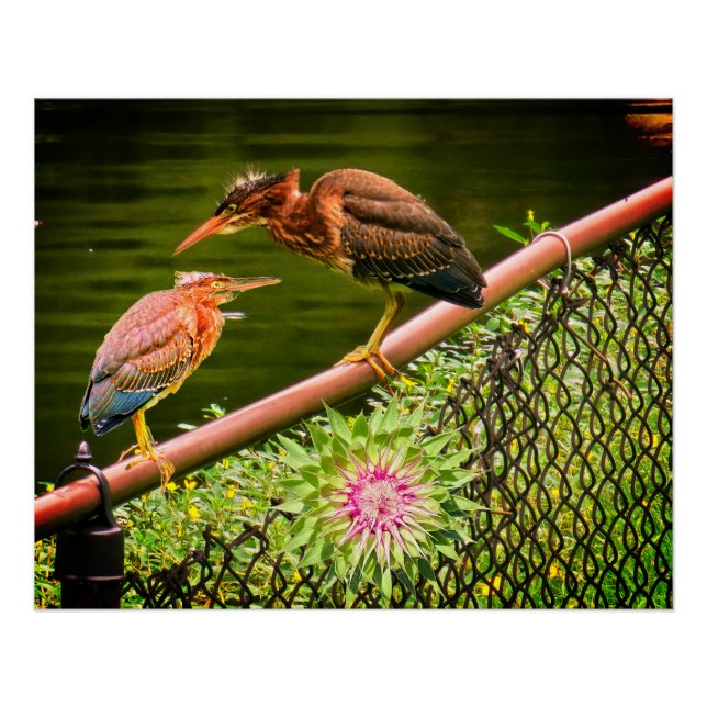 Two green herons poster (Front)