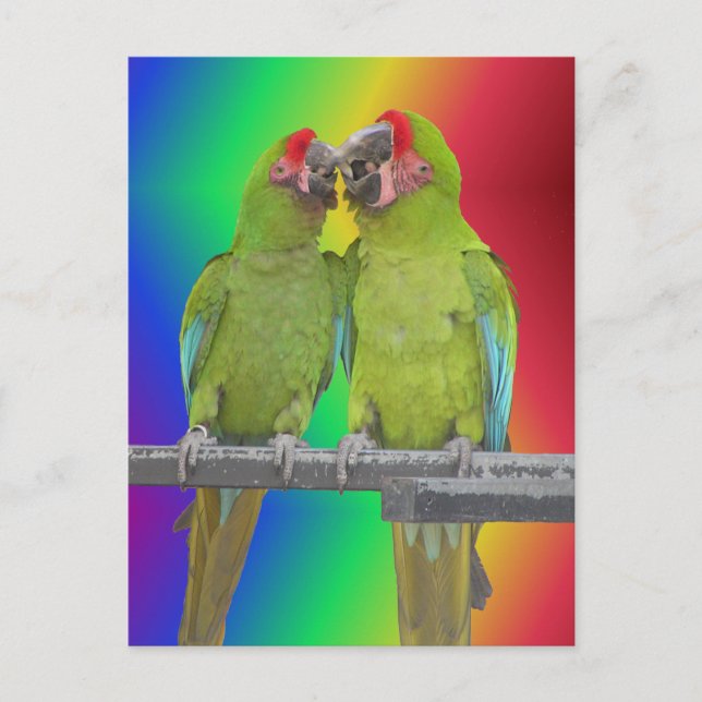 Two Green Parrots Rainbow DIY Postcard (Front)