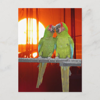 Two Green Parrots Sunset DIY Postcard