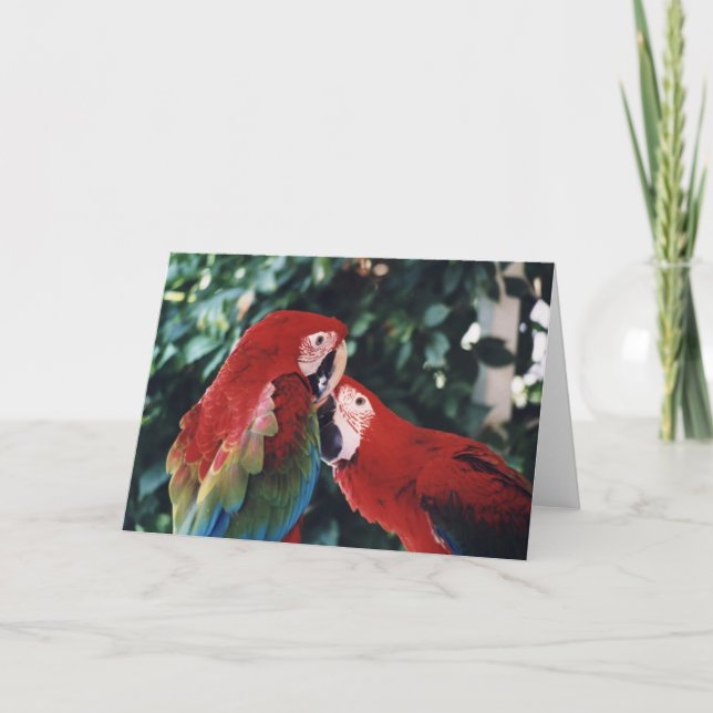 "Two Green Wing Macaws" Birdc Photo Greeting Card (Front)