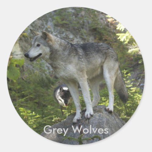 Two Grey Wolves in the Rocky Mountain Wilderness Classic Round Sticker