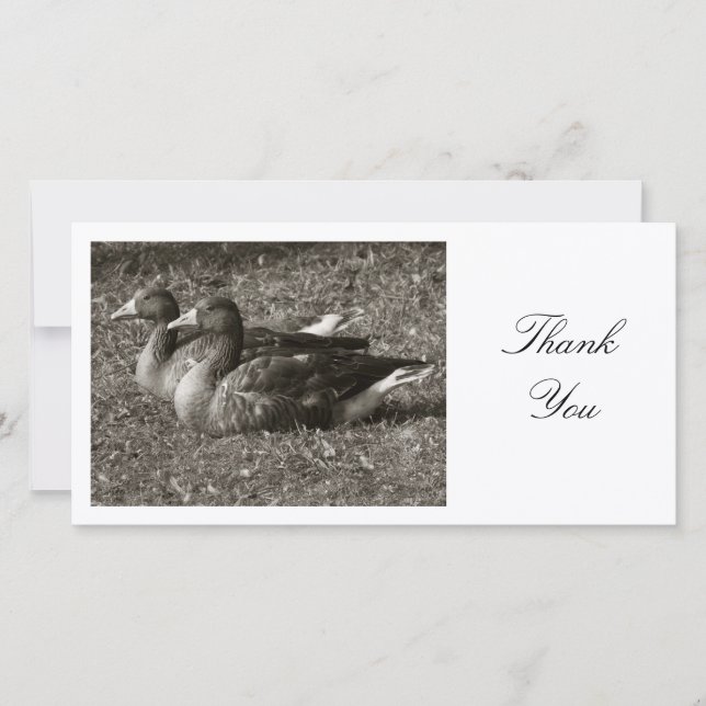 Two Greylag Geese - Thank You Card (Front)