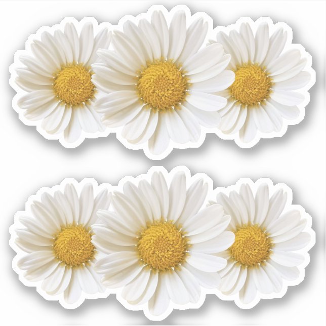 Two Groups of Three White Daisies Sticker (Front)
