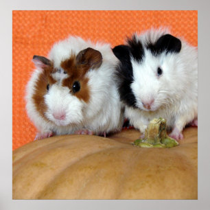Two Guinea Pigs on a Long Island Cheese Pumpkin Poster