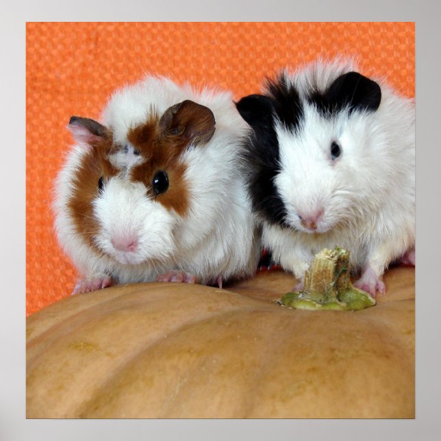 Two Guinea Pigs on a Long Island Cheese Pumpkin Poster (Front)