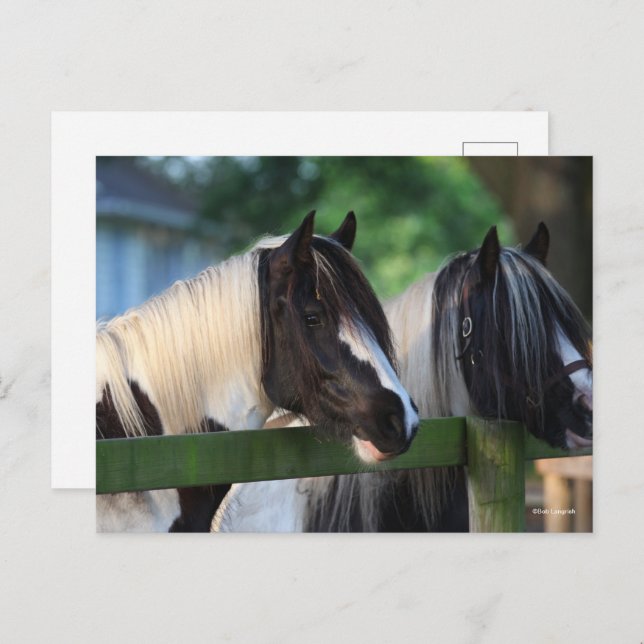 Two Gypsy Vanner Horses Looking Over Fence Postcard (Front/Back)