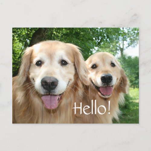 Two Happy Golden Retriever Dogs Outside Postcard