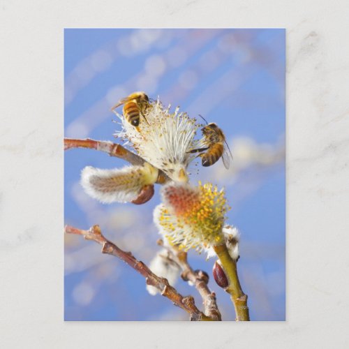 Two happy honey bees gathering nectar postcard