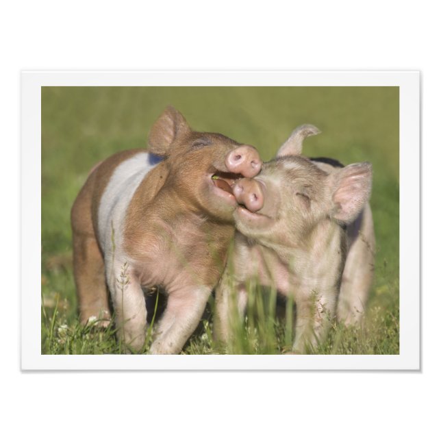 Two Happy Playful Piglets 12 x16 Photo Print (Front)