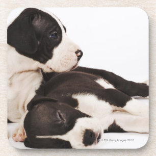 Two Harlequin Great Dane puppies on white Beverage Coaster