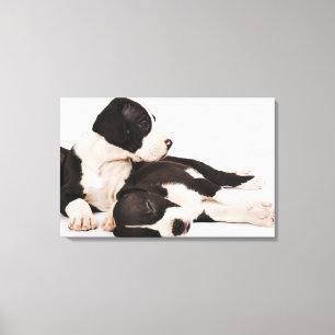 Two Harlequin Great Dane puppies on white Canvas Print
