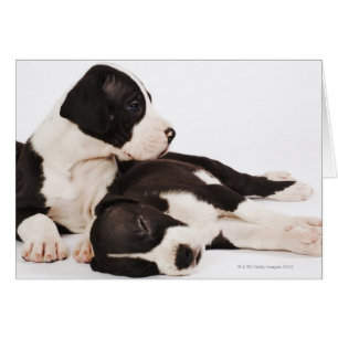 Two Harlequin Great Dane puppies on white Cards