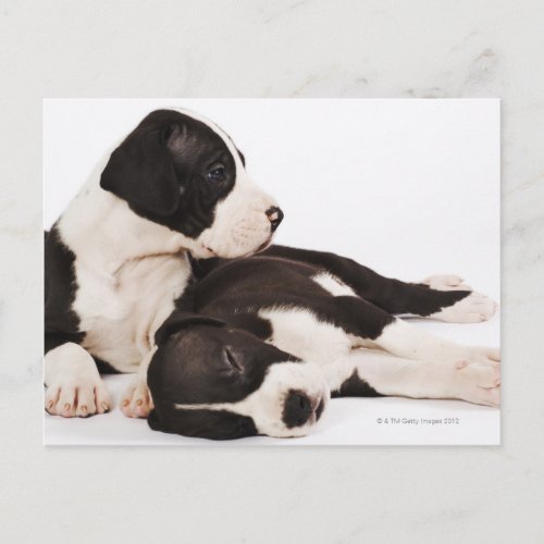 Two Harlequin Great Dane Puppies Postcard