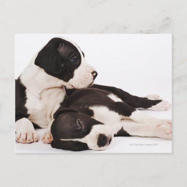 Two Harlequin Great Dane Puppies Postcard (Front)