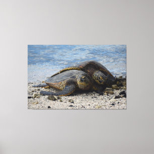 Two Hawaiian Green Sea Turtles Hugging Canvas Print