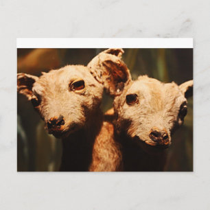 Two-Headed Goat Postcard
