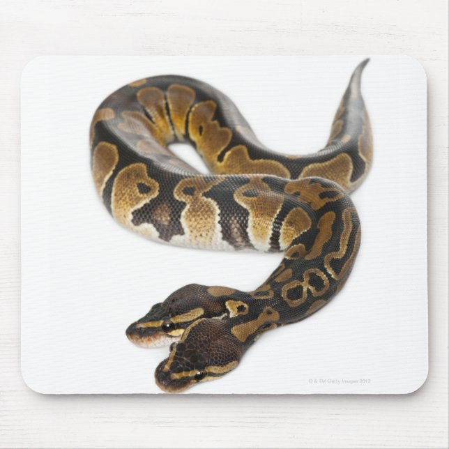 Two headed Royal Python or Ball Python - Python Mouse Pad (Front)